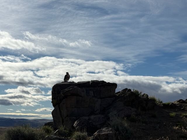 Raptor on a summit rock, Spanish Benchmark area