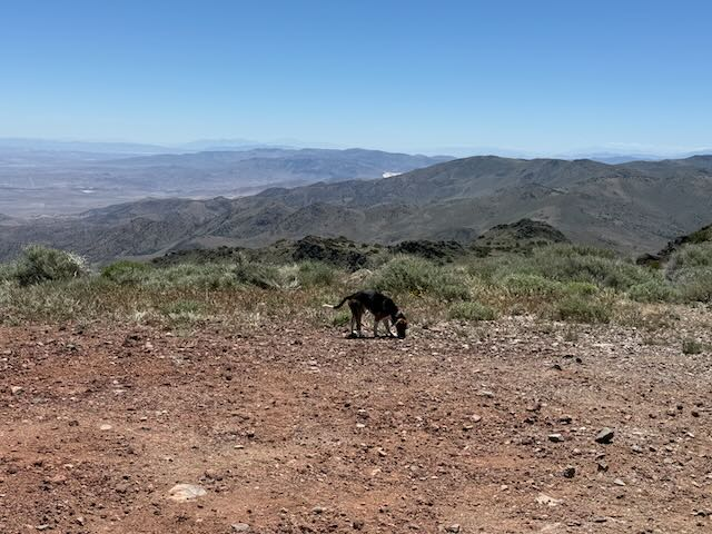 Summit vista from Virginia Peak toward the desert playas and distant ranges